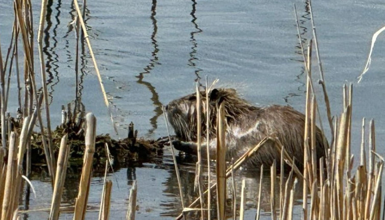 Ağrı Dağı eteklerinde su maymunları görüntülendi