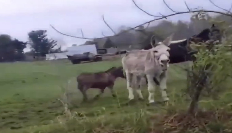 Eşekten güldüren tepki. Atlardan korkan köpeğe anırarak güldü!
