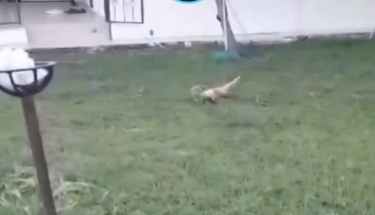 Dikili'de evcilleşen tilki sitenin bahçesinde kedilerle oynamaya başladı