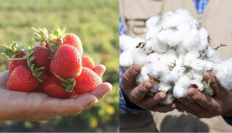 Hüyük çileği ve Söke pamuğu AB'de tescil yolunda