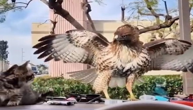 Kediyi gözüne kestiren şahin aradaki camı fark etmedi