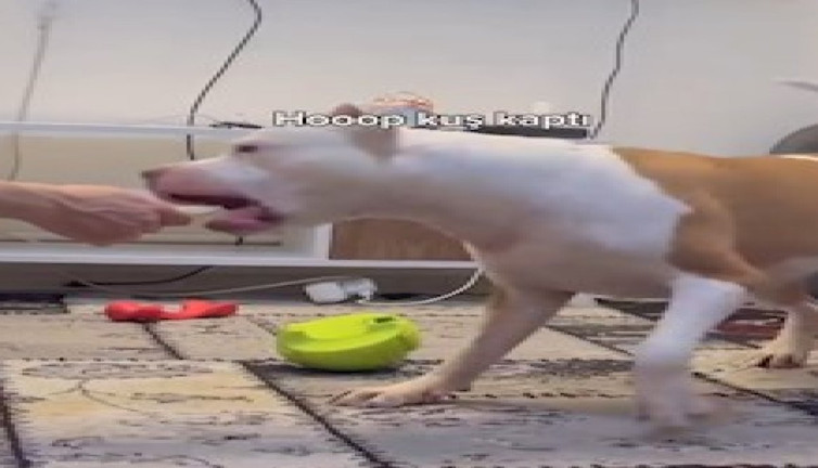 Köpeğe yapılan peynir testi izleyenleri güldürdü