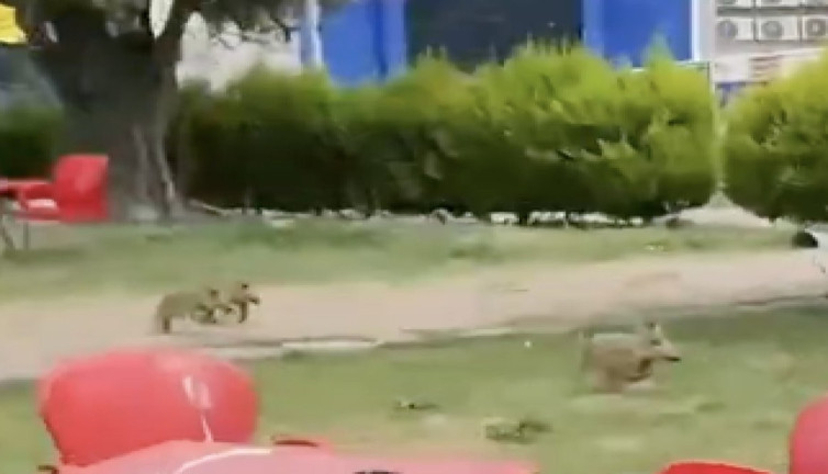 Ege Üniversitesi kampüsünde domuz yavrularıyla köpekler arasında kovalamaca