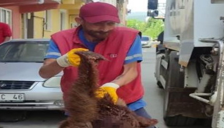 Çöpte parçalanmış ayı bulundu