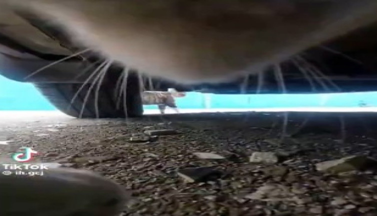 Bir kedinin başka bir kediyi kovalığı anlar viral oldu