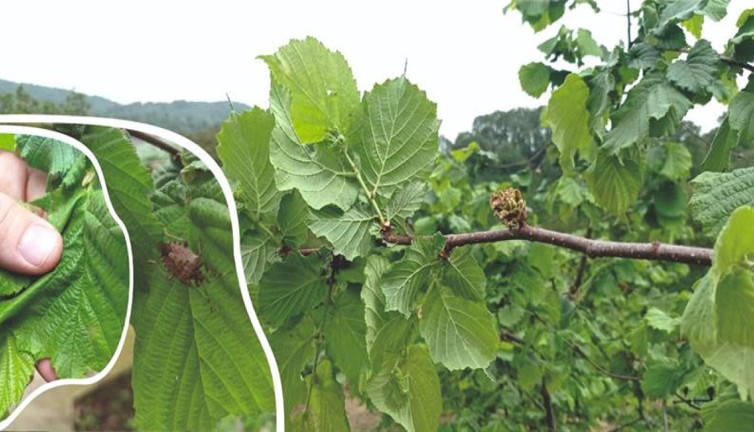 Fındığı bekleyen büyük tehlike! Çalışma başlatıldı...