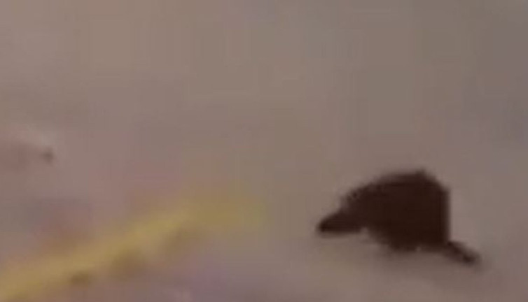 Kendini yere atıp taklalar atan AKP'linin ikizi çıktı. Bu bir biraz da gülelim haberidir