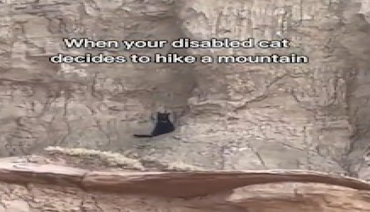 Engelli kedinin kanyona tırmanma macerası