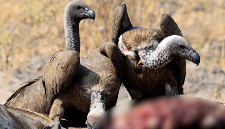 Tibet'in geleneksel ölüm ritüeli: Ölülerin akbabalara yedirilmesi