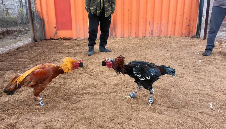 Horoz dövüştüren şahıslara ceza yağdı