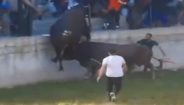 Güreştirilen boğa seyircilerin arasına daldı