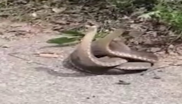 Yılanların çiftleşme dansı ilgi çekti