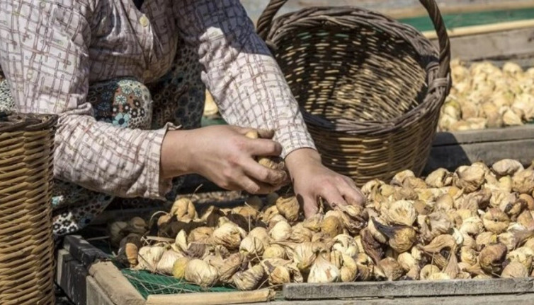 Türkiye’nin kuru meyve ihracı arttı