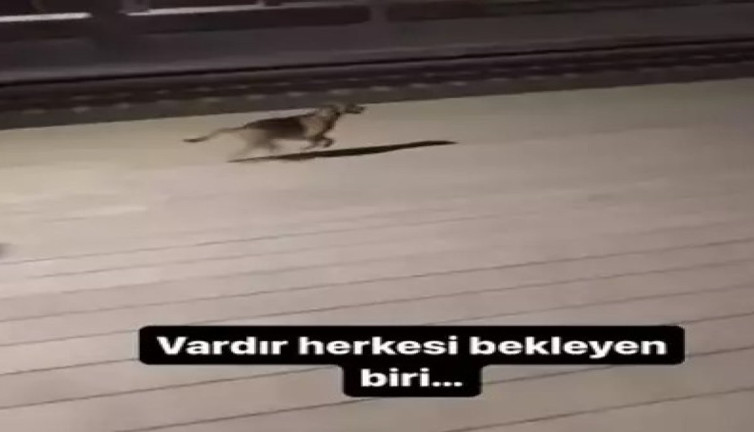 Kendisini besleyen makinisti tren istasyonunda bekleyen köpek duygulandırdı