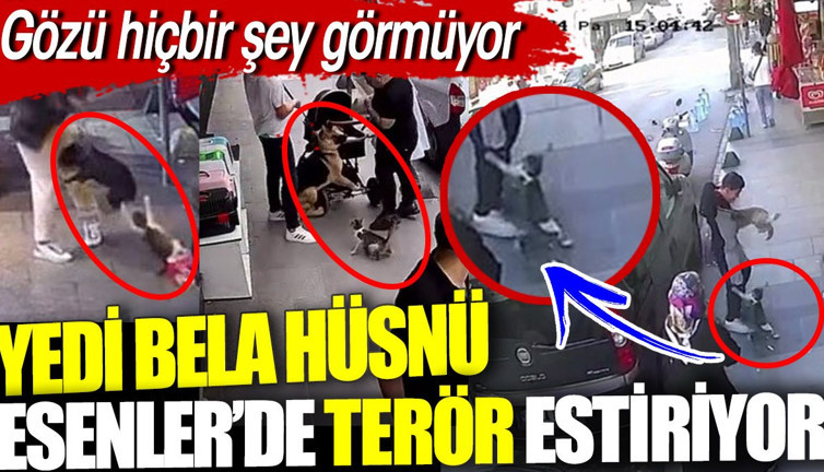 Yedi Bela Hüsnü isimli kedi Esenler'de terör estirdi