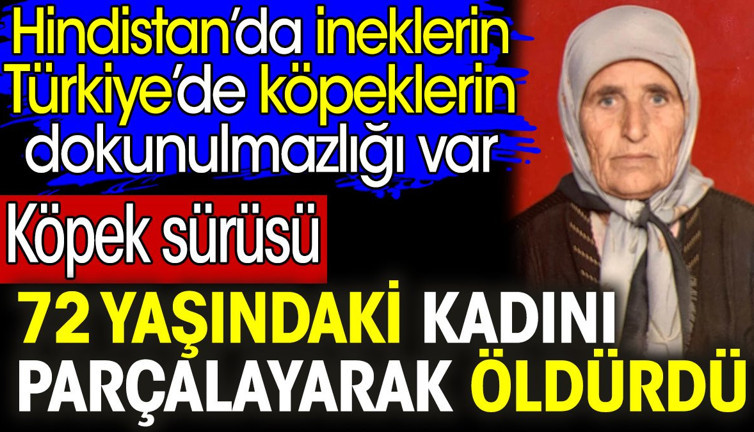 Köpek sürüsü 72 yaşındaki kadını parçalayarak öldürdü. Hindistan'da ineklerin Türkiye'de köpeklerin dokunulmazlığı var