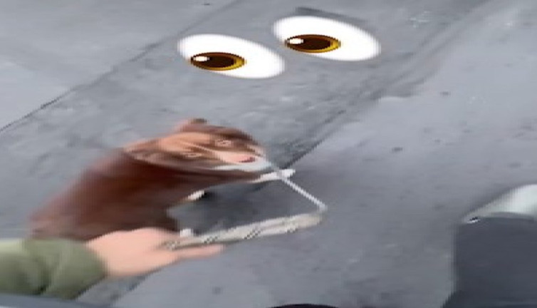 Tasmasını bırakan sahibine sinirlenen köpek güldürdü