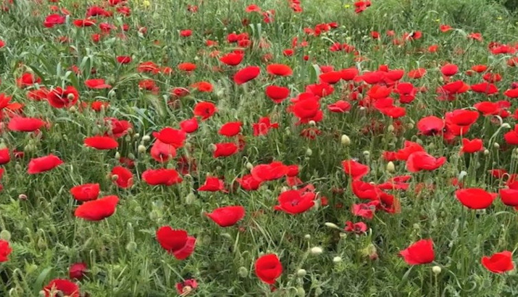Tekirdağ'daki gelincik tarlaları göz kamaştırdı