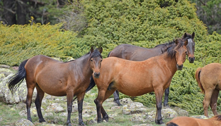 Başkentin Yılkı atları Beypazarı'nda görüldü