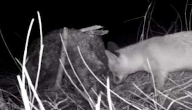 Tilkinin post mücadelesi fotokapana yansıdı