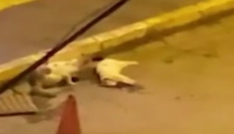 Araba çarpan dostunun yanından ayrılmayan kedi yürekleri dağladı