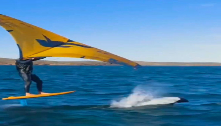 Alaca yunuslarının sörfçüyle dansı hayran bıraktı