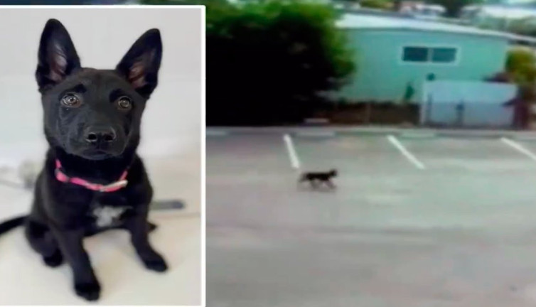 Üç aylık köpek acımasızca terk edildi