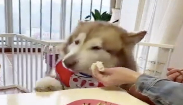 Köpeğin yemeği sosa bandırılmadan yememesi güldürdü