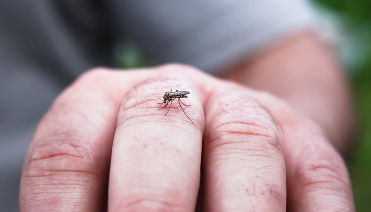 Bardağa doldurun sinekleri köşe bucak kaçırtın. Sineklerden kurtulmak hiç bu kadar basit olmadı