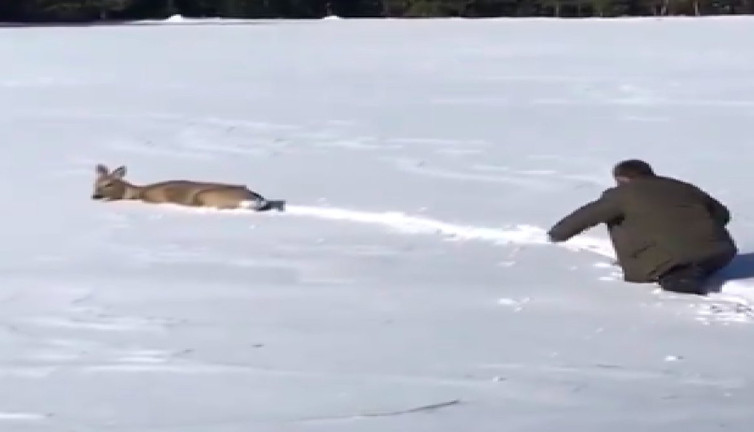 Ormana ulaşmaya çalışan geyiğe karda yol açtı