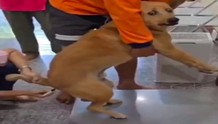 Ateşi ölçülen köpeğin korku dolu bakışları gündem oldu