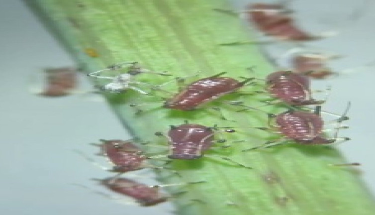 Yeşilliklerin mikroskop altındaki incelemeleri sizi sarsacak. Aman dikkat