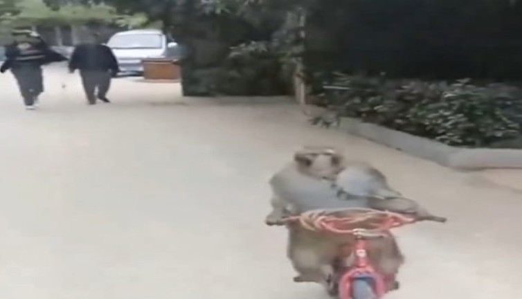 Bisiklet çalan maymun izleyenleri güldürdü