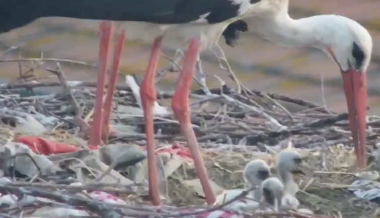 Balıkçı Adem Yılmaz'ın dostu meşhur Yaren Leylek ve eşi Nazlı'nın 4 yavrusu oldu