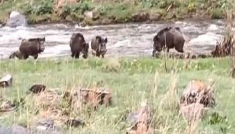 Domuzların dere keyfi