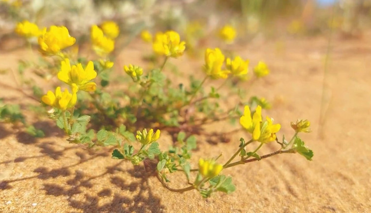 Endemik bitki Adana’da görüntülendi