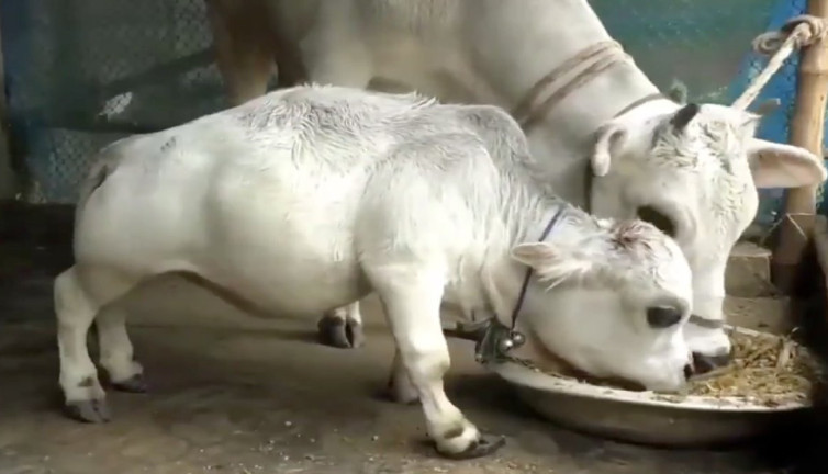 50 cm boyundaki dünyanın en küçük ineği Rani