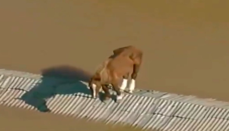 Sel felaketinden etkilenen at çatıda mahsur kaldı