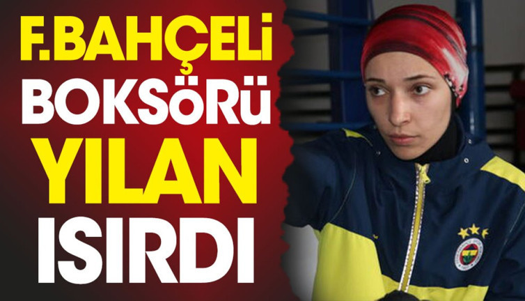 Fenerbahçeli milli boksörü yılan ısırdı yoğun bakıma kaldırıldı