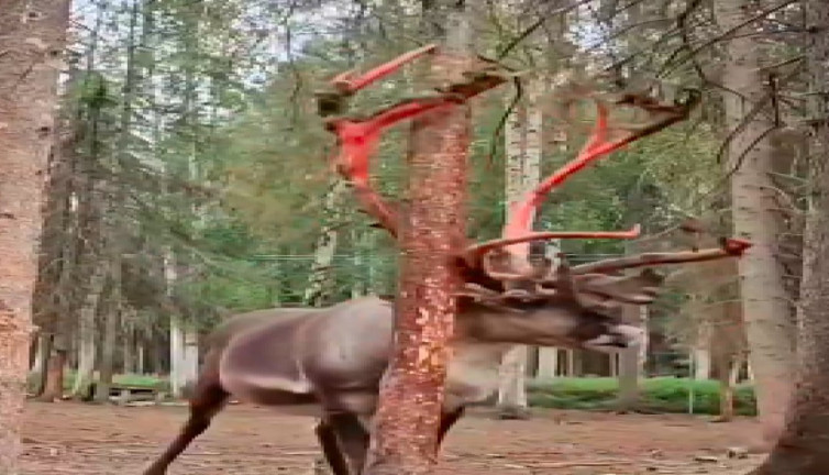 Çiftleşme dönemine hazırlanan geyik boynuzlarındaki deriyi soydu