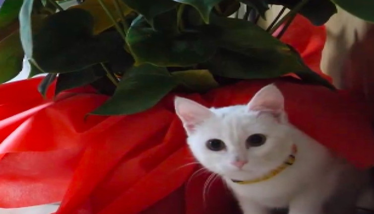 Ortahisar Belediyesi'nin yeni üyesi: Sütlaç kedi