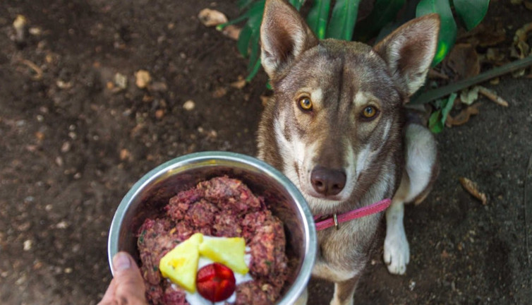 Evcil hayvanlarda BARF Diyeti ve bilinmesi gerekenler