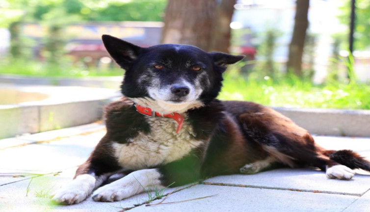 İşkence edilen 'Lokum' köpek hayata yeniden tutundu