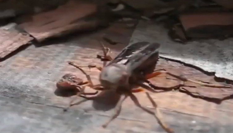 Kafası olmadan uçan eşek arısı şaşırttı