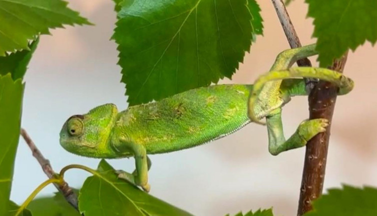 Maydanoz kasasından bukalemun çıktı
