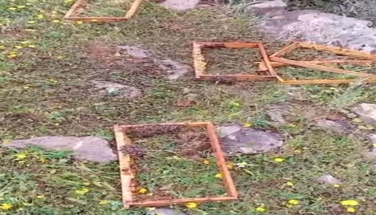 Aç kalan ayılar kovanlarındaki organik balı yedi