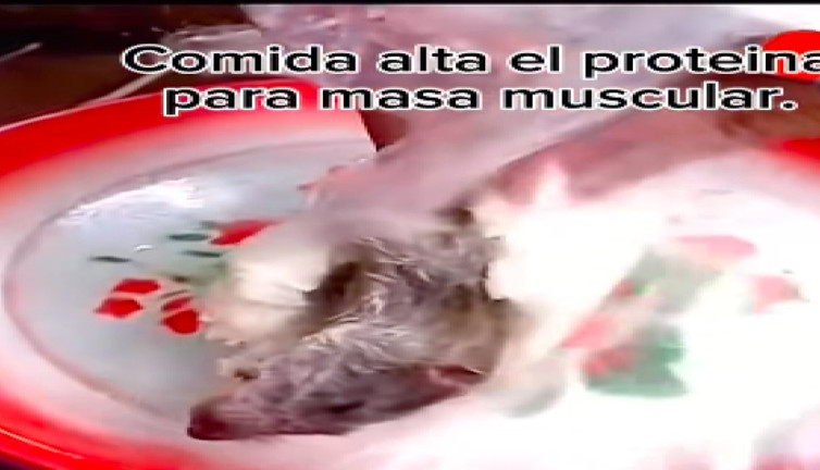 Pirinç arası fare kızartması mideleri bulandırdı