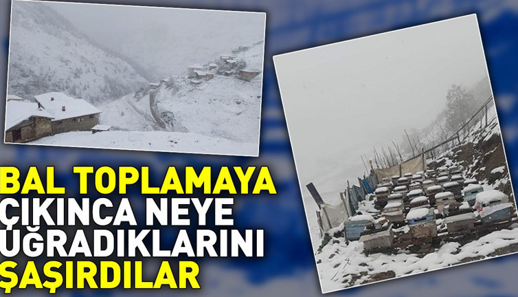 Rizeliler bal toplamaya çıkınca neye uğradıklarını şaşırdılar