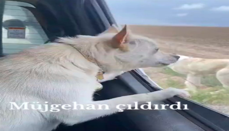 Küçük köpek Müjgan'ın cesareti görenleri güldürdü