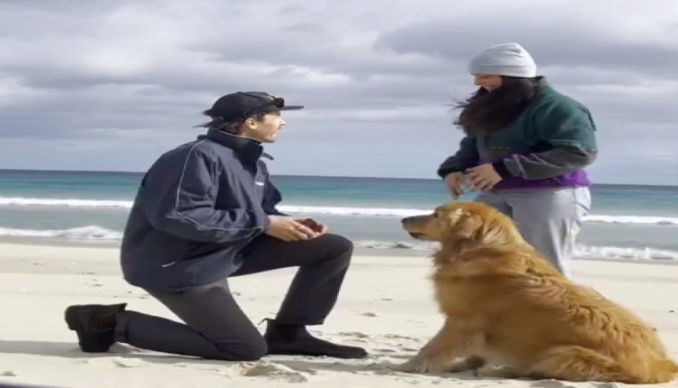 Sahibinin evlenme teklifine şahit olan köpeğin mutluluğu izleyenleri güldürdü